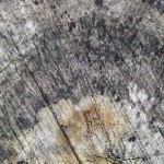 Organic Wood Texture