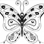 Butterfly Vector Illustration