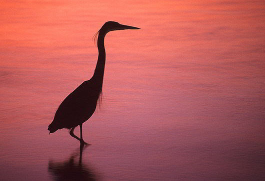 Blue Heron at Sunset