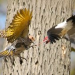 birds-fighting