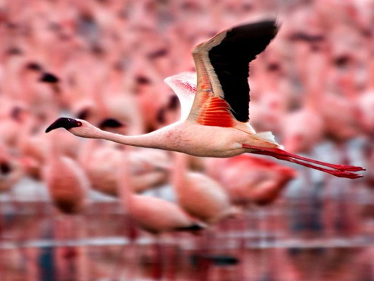 flamingos-flight-kenya