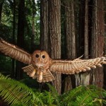 northern-spotted-owl