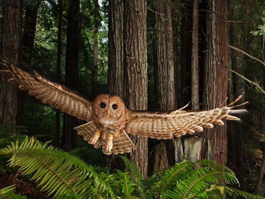 northern-spotted-owl