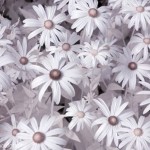 Infrared Macro of Flowers