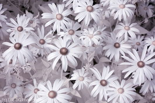 Infrared Macro of Flowers