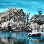 Japanese Garden In Infrared