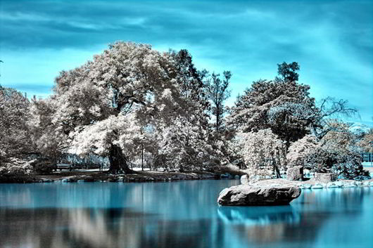 Japanese Garden In Infrared