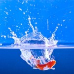 Fish_Splash_by_aiyoshi