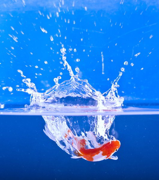 Fish_Splash_by_aiyoshi