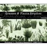 Grasses and Photoshop Plant Brushes