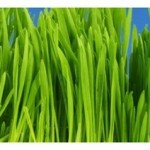 HD Grass Brushes